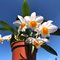 Дендробиум (Dendrobium  farmer)(1017)