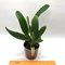Cattleya lueddemanniana coerulea caracas x coerulea venosa n