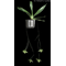 Aeranthes orthopoda