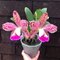 Blc. Durigan