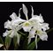Laelia purpurara ( alba x alba ).