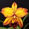 Blc. Catarina Hong Red Flare