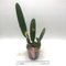Cattleya schroederae