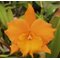 Blc. Hawaiian Discovery 'Fluorescent Orange' HCC/AOS x Blc. Guess What 'SVO' AM/AOS