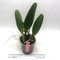 Cattleya Eva's Fabula y Fantasia 'Splash' (C.trianae x C.wallisii)