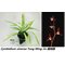 Цимбидиум (Cymbidium sinense Yang Ming Jin 陽明錦)(1130)