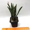 Pleurothallis fabiobarrosii