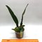 Cattleya  Luedemaniana Coerulia