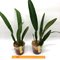 Cattleya ( labiata s/alba x percivaliana s/aba ) .