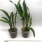 Лаелия (Laelia  purpurata f. russelliana)(483)
