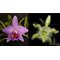laelia praestans X rhyncholaelia digbyana