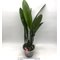 -  Cattleya labiata x Cattleya rex