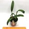 Rhyncholaeliocattleya Hua Young Gold (Rlc. Haw Yuan Gold × Rlc. Mystic Isles) 華陽黃金1800руб.-1шт.