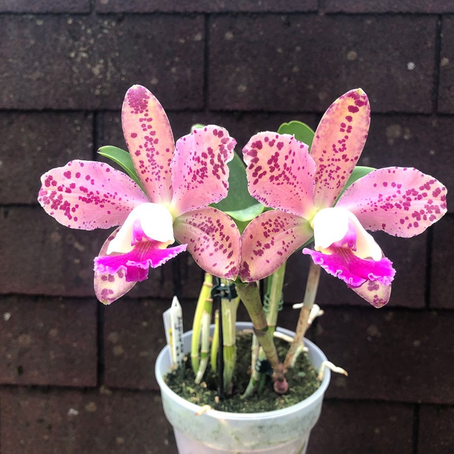 Blc. Durigan