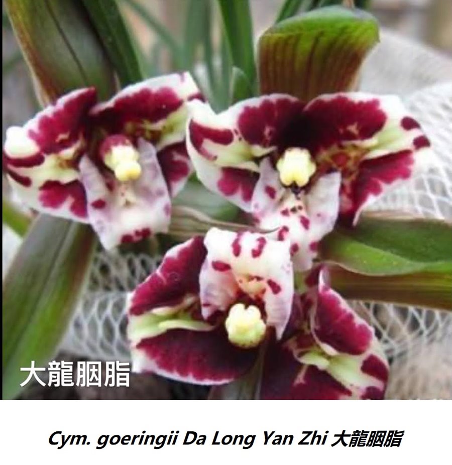 Cymbidium goeringii Da Long Yan Zhi 大龍胭脂 (1134)