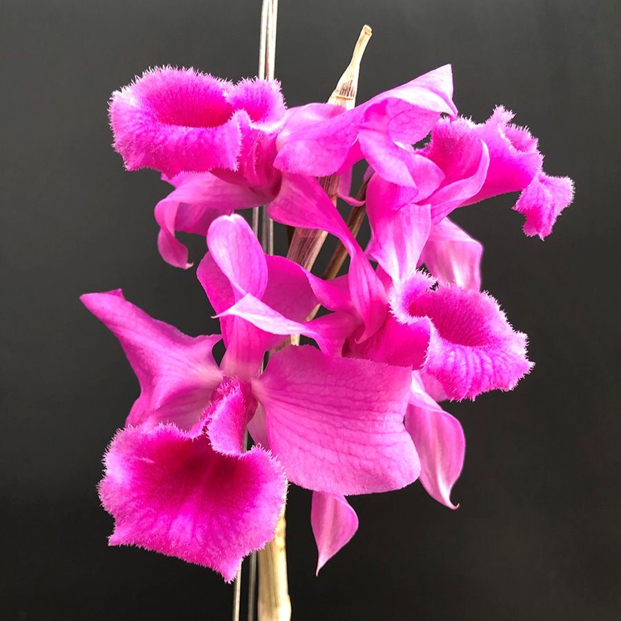 Дендробиум (Dendrobium anosmum 4n)(1333)