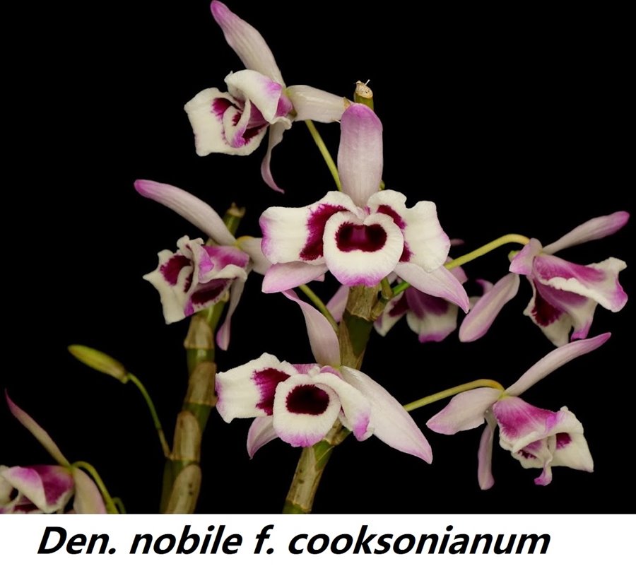 Дендробиум (Dendrobium nobile v. cooksonianum (peloric))(1334)