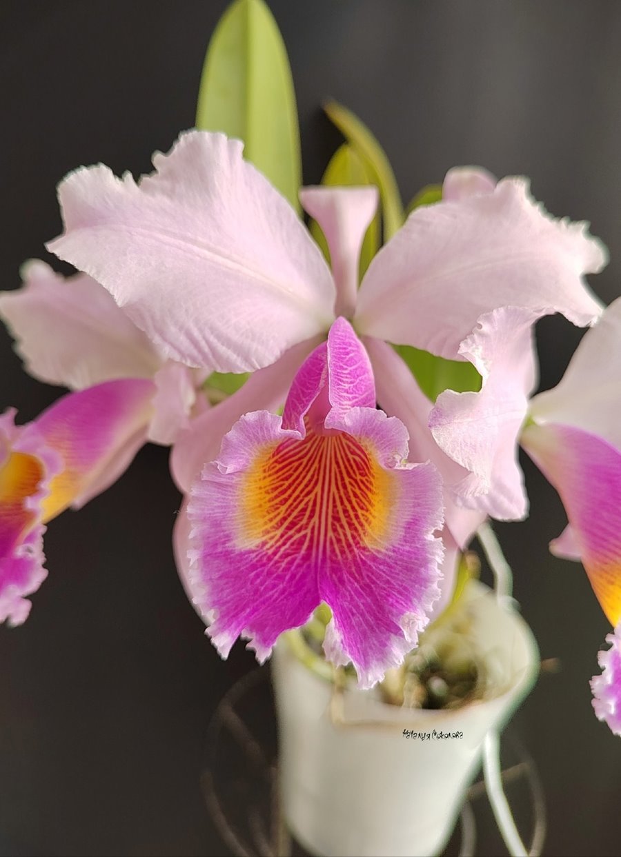 Cattleya Eva's Fabula Rosada (Zephyr) (C.schroederae x C.dowiana)