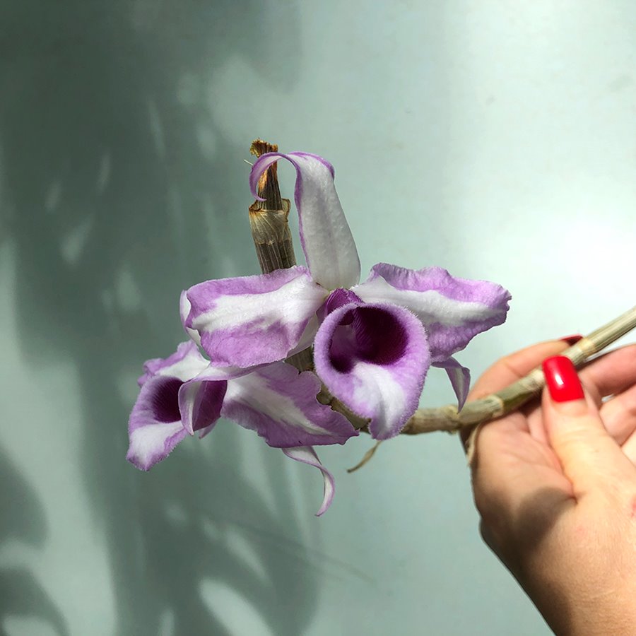 Дендробиум (Dendrobium anosmum var Touch of class)(1083)