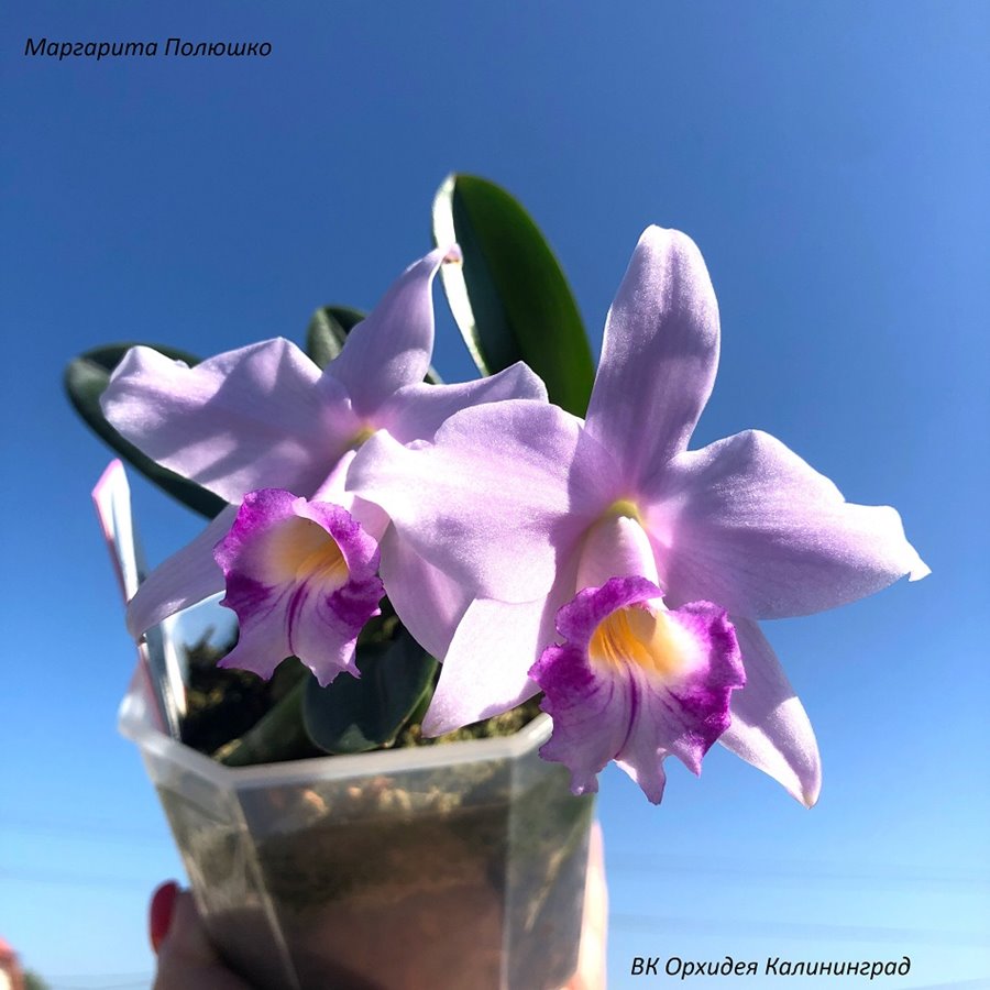 Laelia sincorana x Laelia alaorii