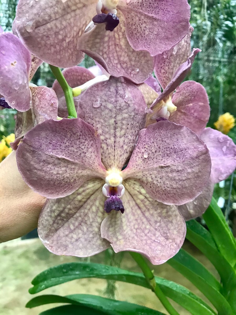 Ванда (V. PrapathomGold x coerulea,Blue-Grey) (1188)