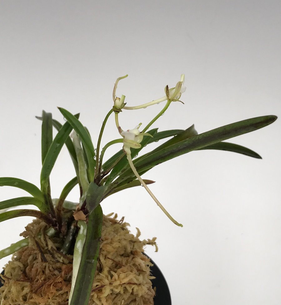 Неофинетия фальката  (Neofinetia falcata benihichou 홍비접 紅飛蝶) (А-2)