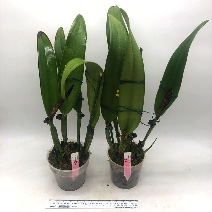 Cattleya Lady Ingram (Cattleya wallisii (eldorado) x Cattleya dowiana aurea)