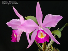 Cattleya eldorado 10182 x C. violacea f. Coerulea .