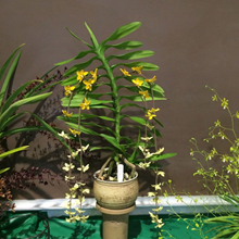 Dimorphorchis rossii (А-20)