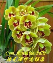 Цимбидиум (Cymbidium sinense Shi Men 石門)(1131)
