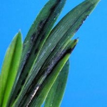 Неофинетия фальката  (Neofinetia falcata Benibotan 홍모단 紅牡丹) (А-1)
