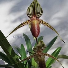 Пафиопе́дилум (paphiopedilum rothschildianum)(А-99)