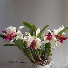 Cattleya Kinestiana (C luedemanniana SA x C dowiana aurea)