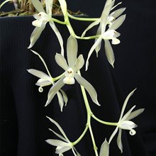 Цимбидиум (cymbidium dayanum var. alba)(879)