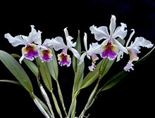 Cattleya Empress Frederik (mossiae x dowiana)