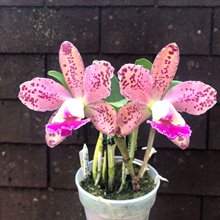 Blc. Durigan
