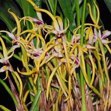 Maxillaria dillonii (А-39)