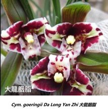 Cymbidium goeringii Da Long Yan Zhi 大龍胭脂 (1134)