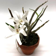 ДЕНДРОБИУМ МОНИЛИФОРМЕ (DENDROBIUM MONILIFORME nankinmaru)(А-35)
