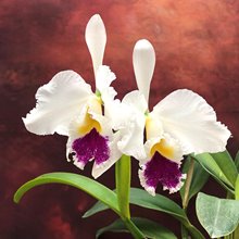 Cattleya Alcimeda (?) (C. jenmanii x warscewiczii)