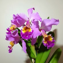 Cattleya Hardyana lidhtip natural