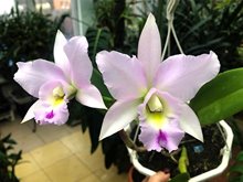 Lelia anceps ´Alba´ x Cattleya walkeriana alba .