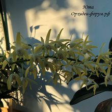 Дендробиум (Dendrobium Dendrobium speciosum )(1327)