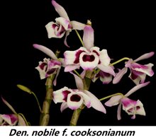 Дендробиум (Dendrobium nobile v. cooksonianum (peloric))(1334)