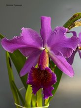 Cattleya Leda (C dowiana aurea x C percivaliana)