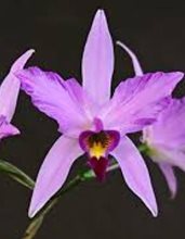 Лаелия (Laelia anceps “disciplinata” x L. rubescens)(508)