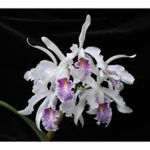 Cattleya  maxima semi-alba x sib