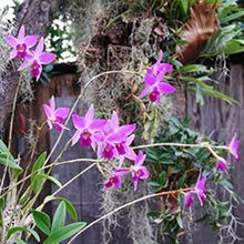 Лаелия (Laelia anceps типовая) (511)