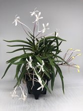 Неофинетия фальката  (Neofinetia falcata Hokage 火影) (А-5)