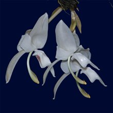 stanhopea candida 1047)
